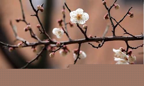 如何下载imtoken(如何下载imtoke)