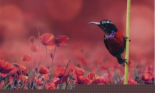 苹果安装imtoken(苹果安装系统)