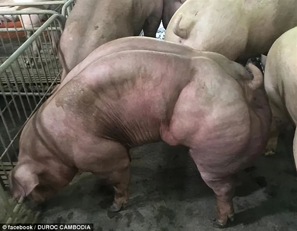 中国养出“肌肉猪” 卖到8万元：国内没人吃 国外奉为极品  第3张