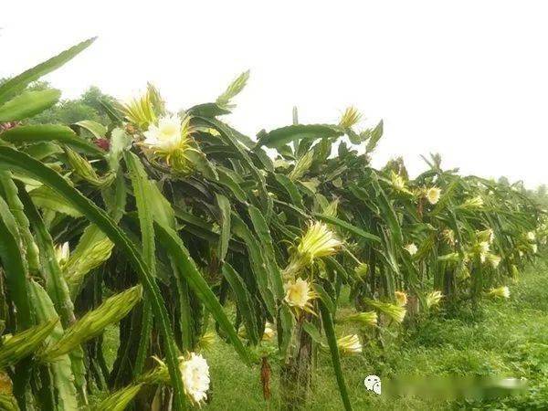 天魔果种植养护大揭秘，你绝对不能错过的秘籍