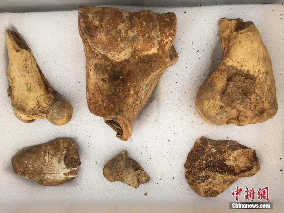 揭秘骨龙遗迹：古老文化之谜引发全球热议  第3张