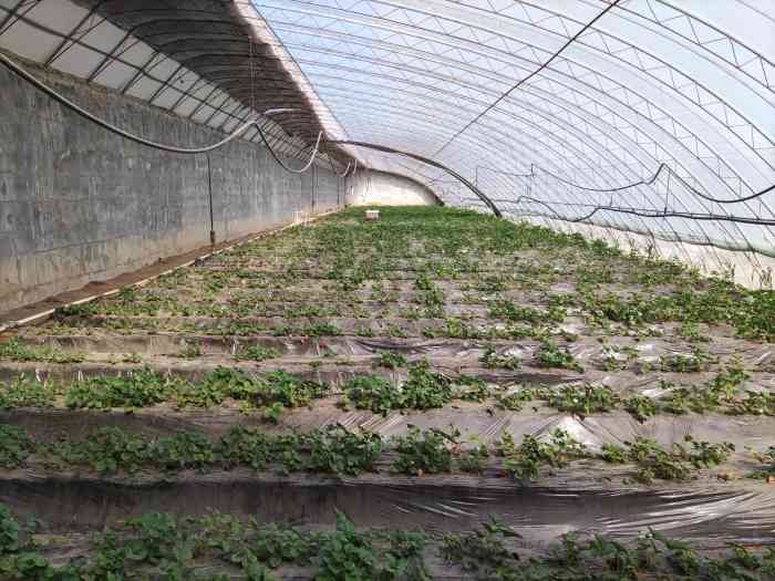 【农场主日记】种植乐趣无限，与好友共享农场盛宴  第5张