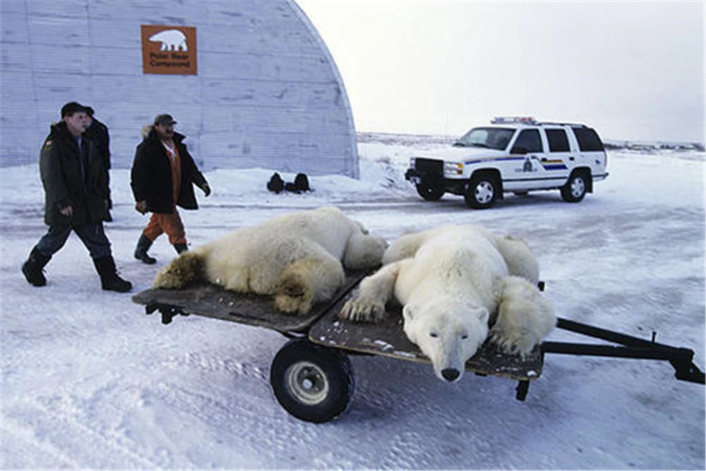 北极熊：终极战士的荣耀之路