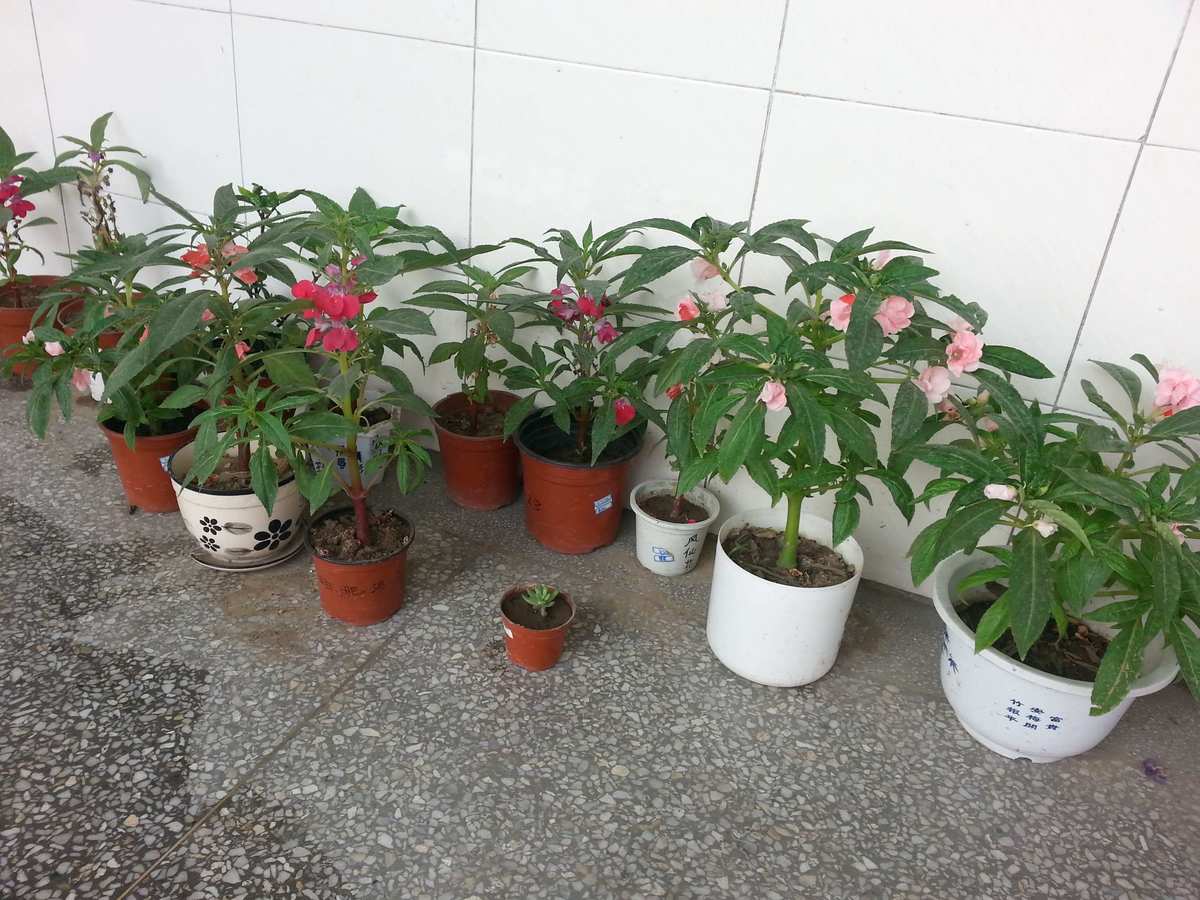 DNF木本植物：种植技巧大揭秘
