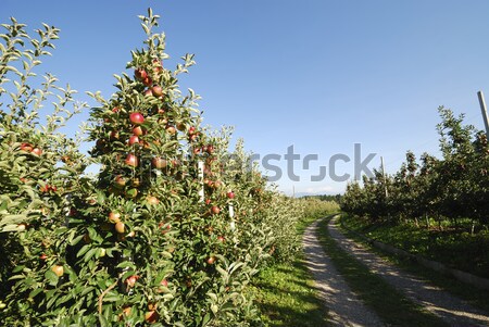 qq农场升级秘籍：种植高级果树快速升级，特色作物增加乐趣  第4张