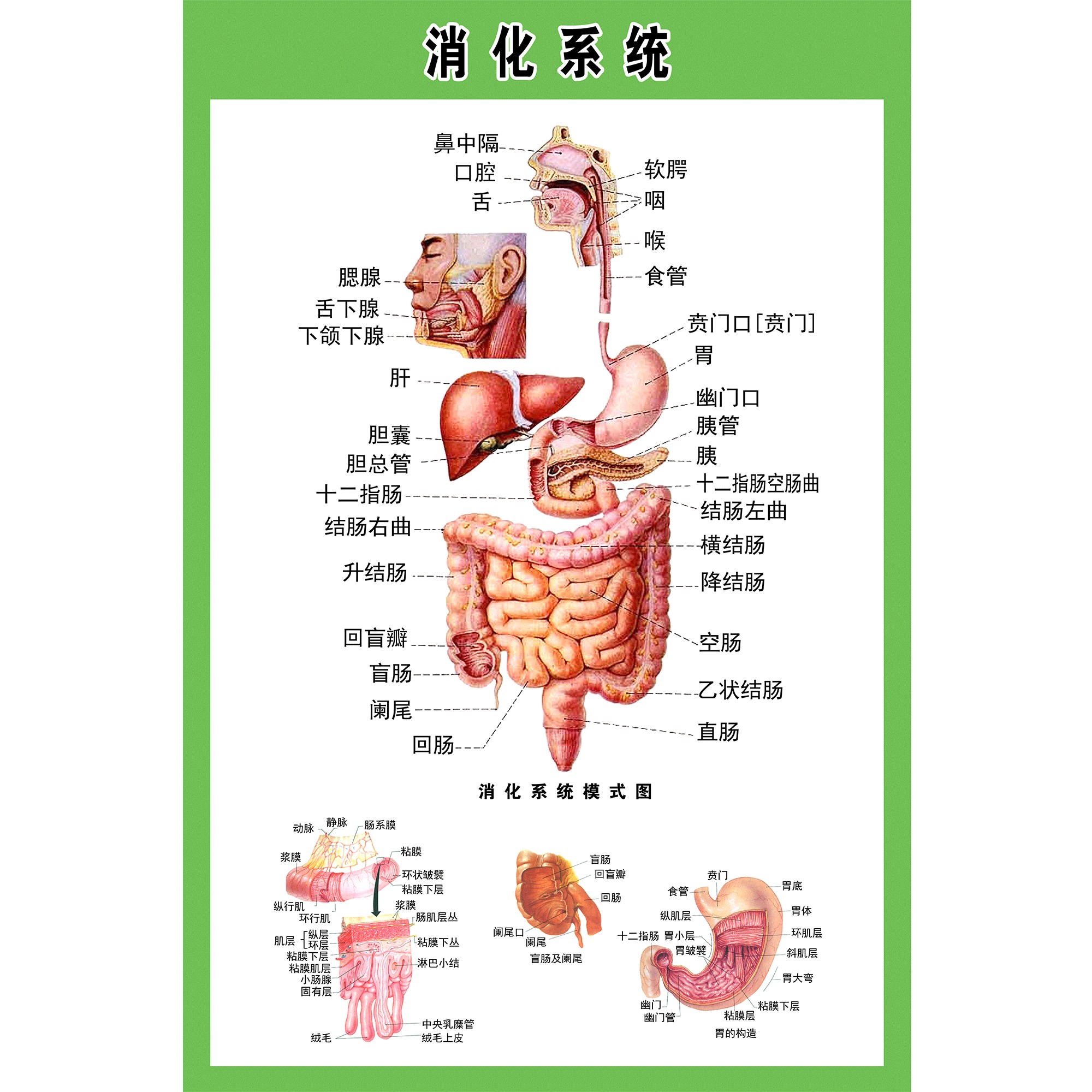 全新技能揭秘：如何学习和提高全身透视图的神奇技能？  第1张
