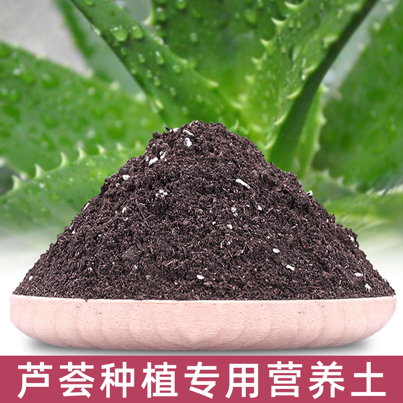 种植小白也能get！选对植物，给它们营造舒适家园，轻松养出绿植大作
