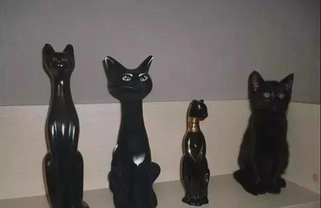 黑猫维兹：隐身如黑猫，保护如铁壁  第2张