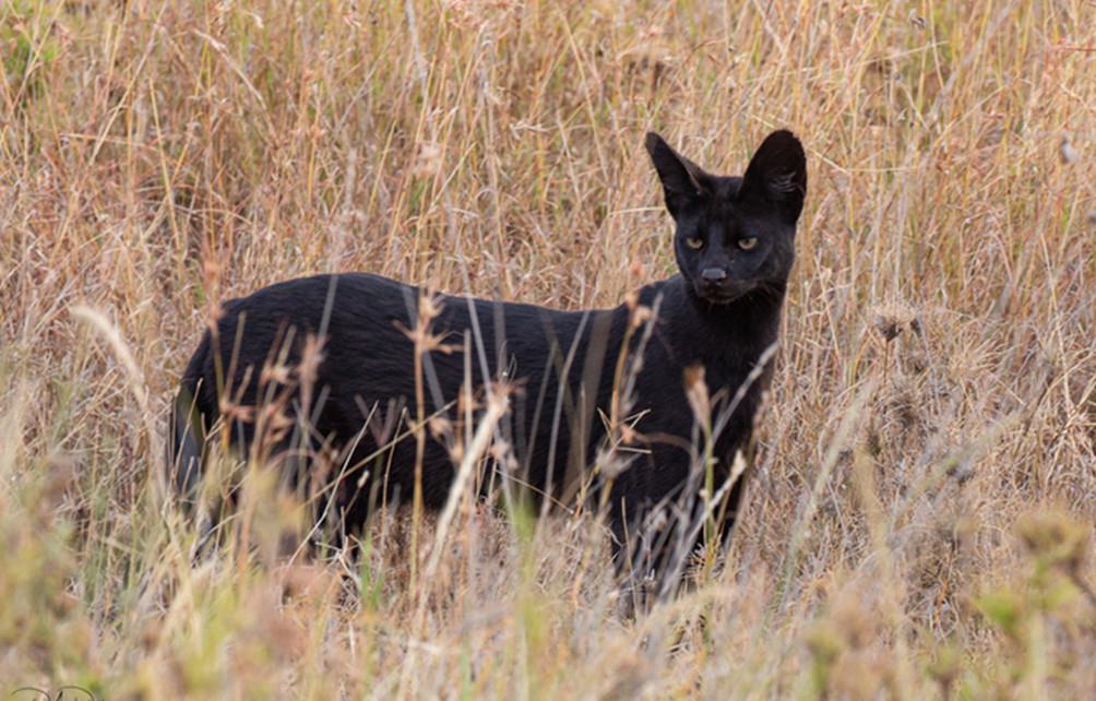 黑猫维兹：隐身如黑猫，保护如铁壁  第3张
