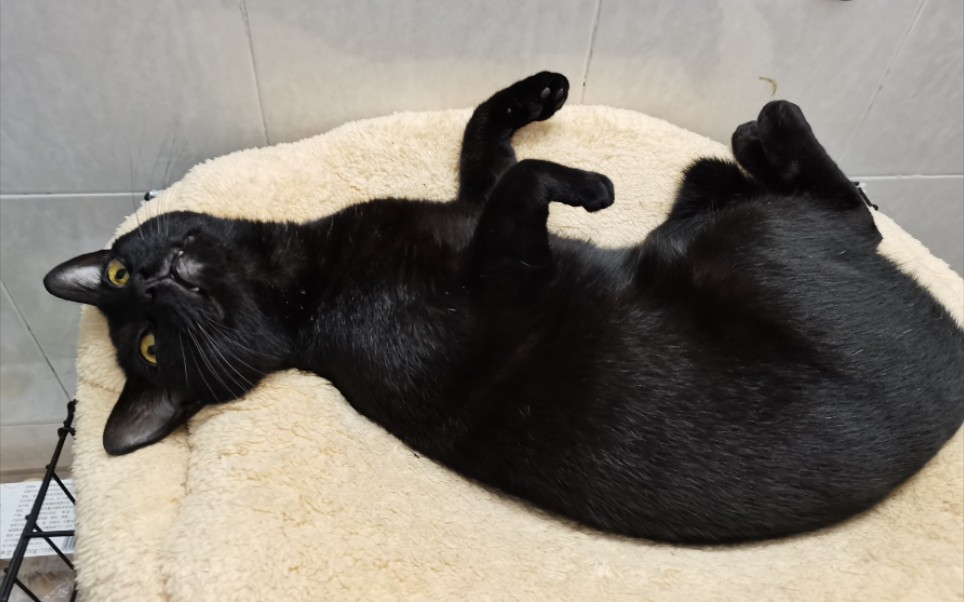 黑猫维兹：隐身如黑猫，保护如铁壁  第5张
