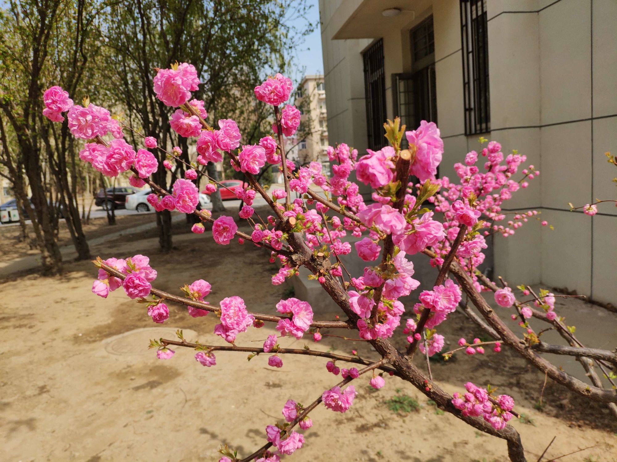 春天校园，花开如海，绿草如茵，让我感受到了春天的魅力  第2张