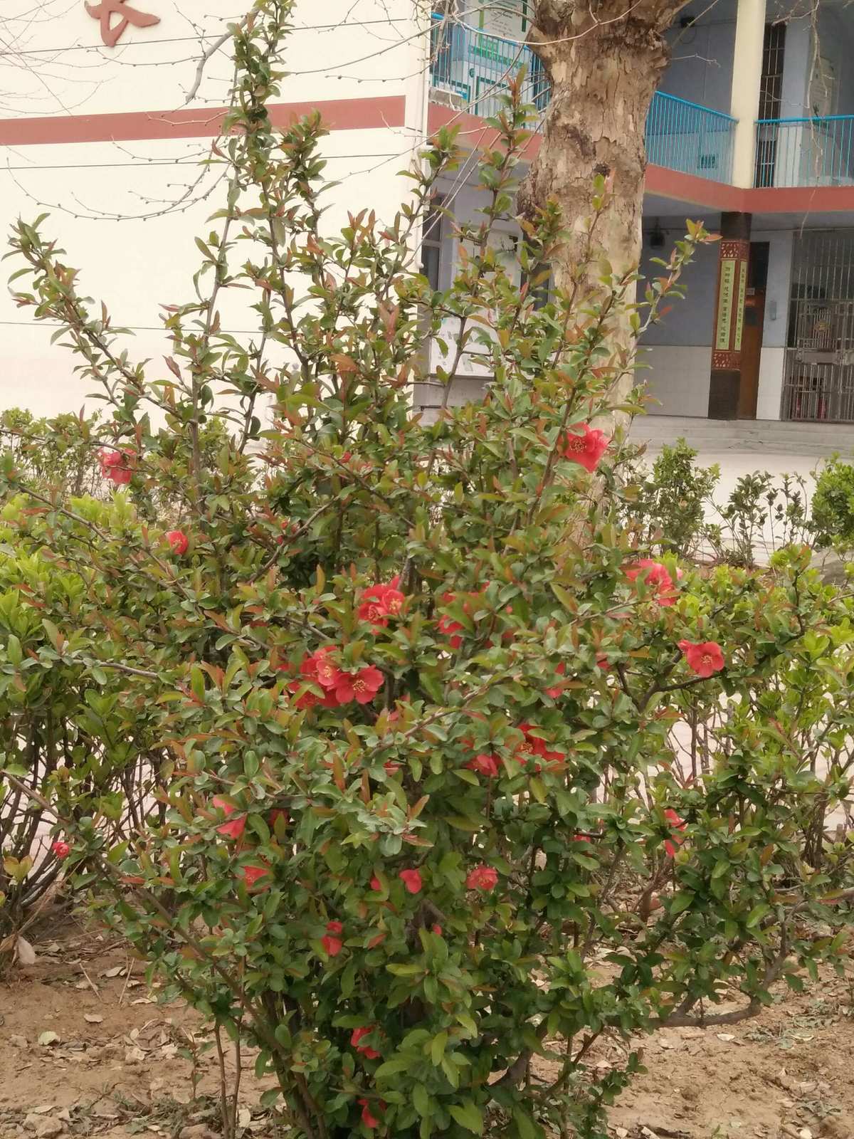 春天校园，花开如海，绿草如茵，让我感受到了春天的魅力  第4张