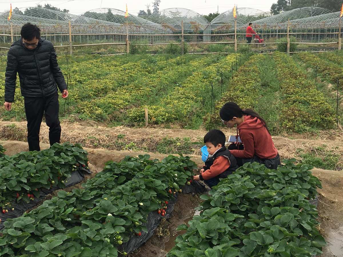 【揭秘】qq农场达人经验：种植技巧大揭秘，社交互动乐趣多