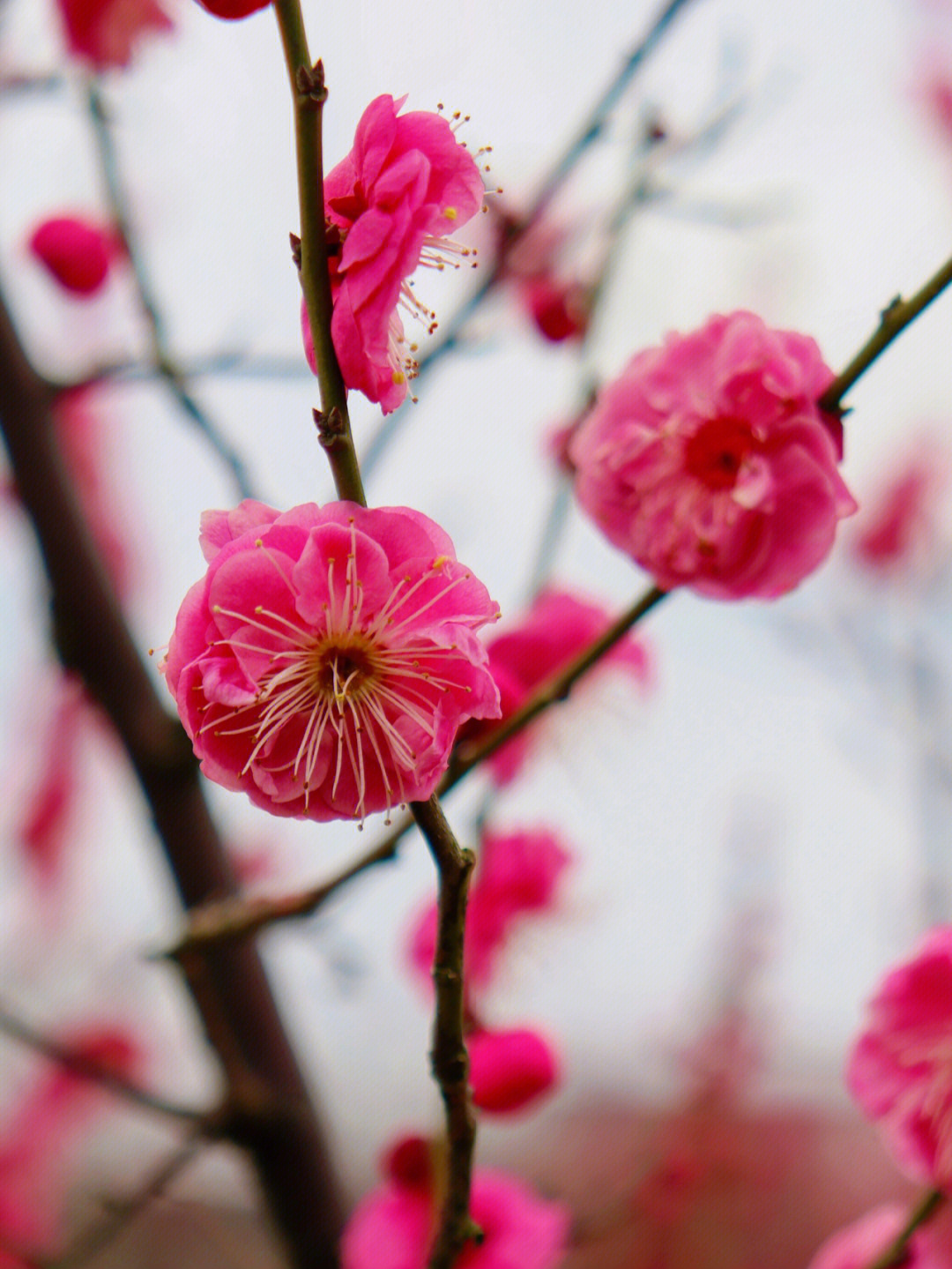 蜀门百花：花海绽放，攻击与治愈同在