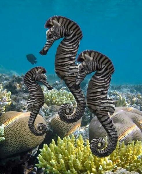 wow，海底童话世界揭秘：海马舞者的惊艳风采  第3张