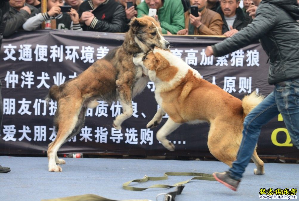 电车之狼：赛道秘籍大揭秘，学习高手操作技巧提升游戏水平  第5张