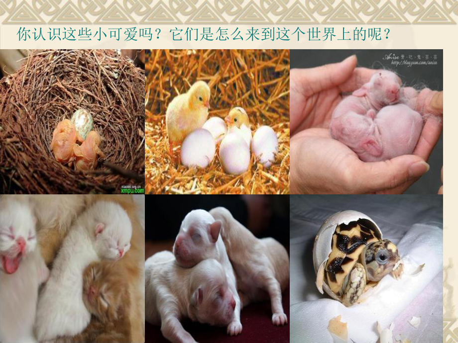 轩辕传奇：灵宠繁殖，纯血统VS异血统，谁更胜一筹？  第4张