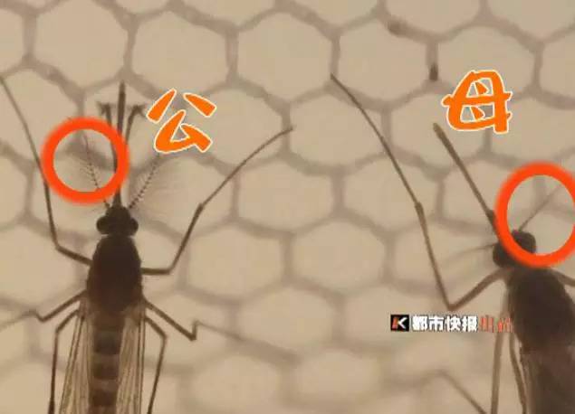 成为蚊子杀手大法：瞄准要害，利用环境，无敌战斗  第3张