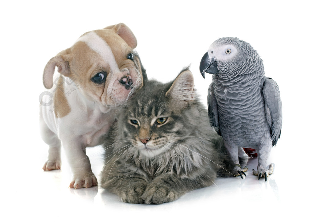 天书奇谈 宠物 如何选择最适合家庭养殖的宠物？兽医支招，让你成为宠物达人