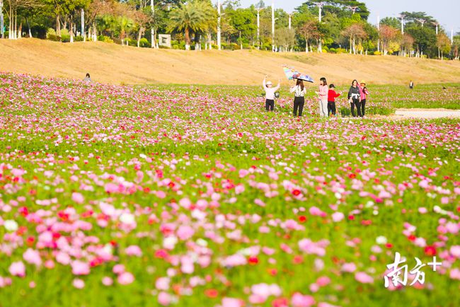 采药师的探险之旅：花海宝藏引发的惊喜与收获