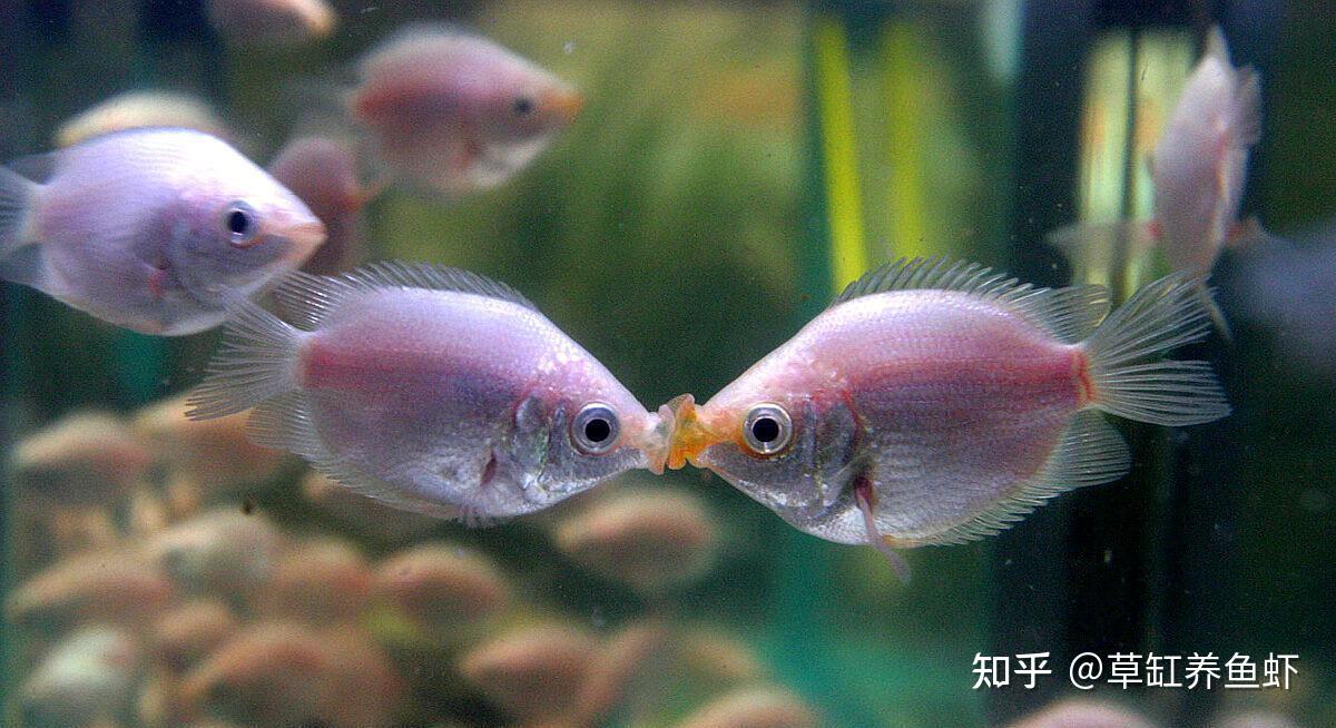 显卡选购全攻略，游戏性能提升不止一点点  第4张